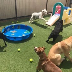 Beaches Pet Resort & Training Center