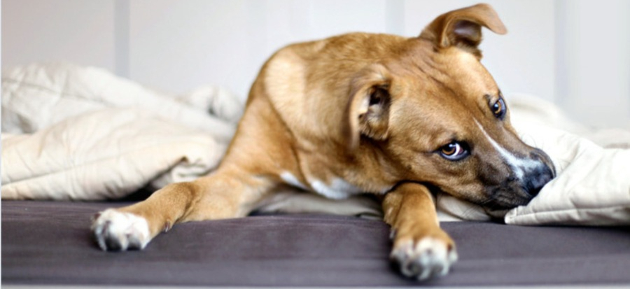 Khris Erickson Dog Training — dog trainer in Waukesha, WI