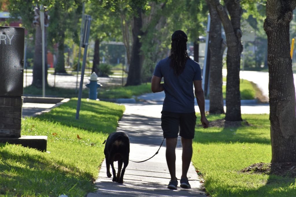 Proper Paws Dog Training LLC