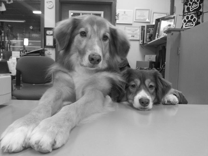 K-9 Play Time