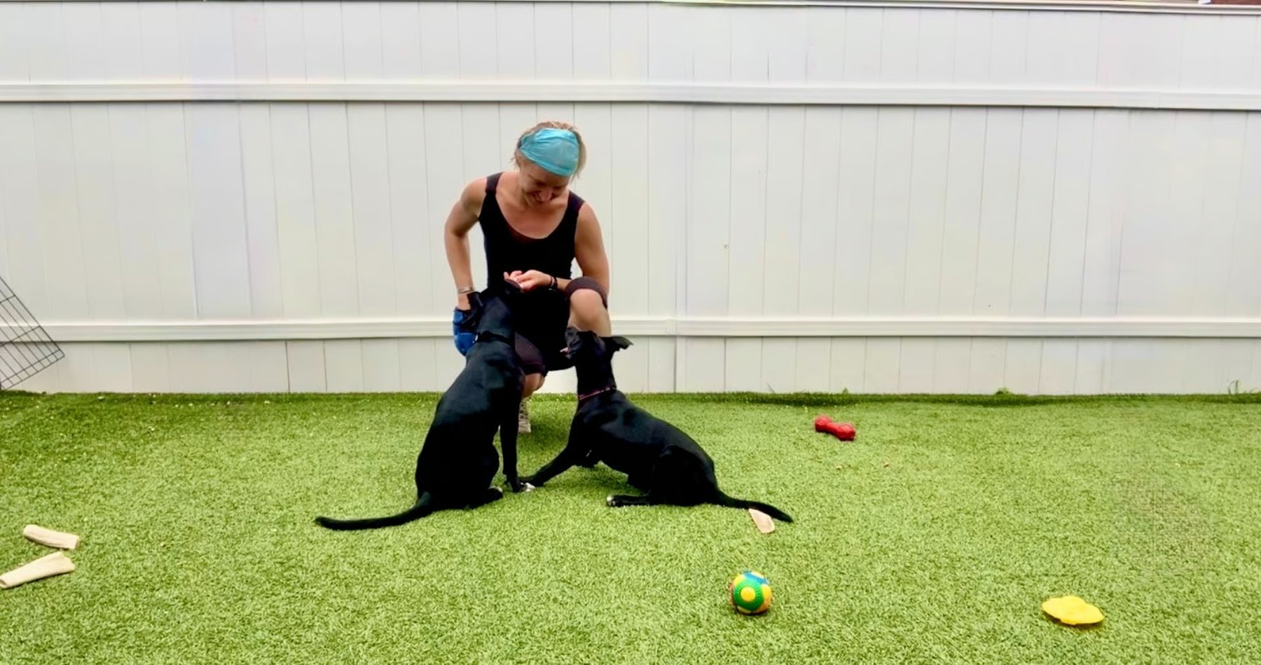 D-DOGS Training Behavior Consulting