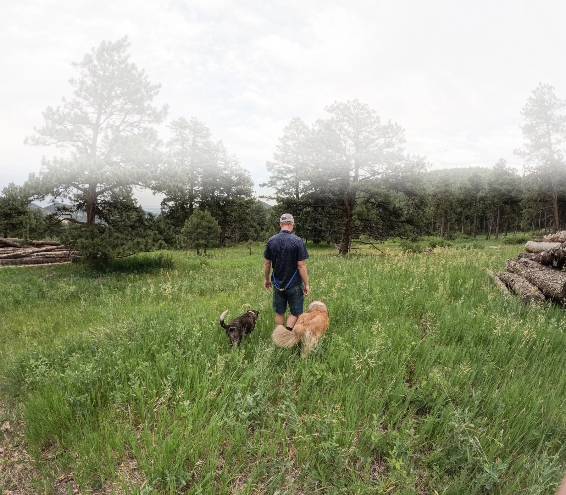 Oh My Dog Training — dog trainer in Colorado Springs, CO