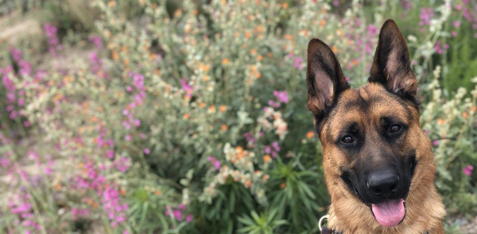 Sublime K9