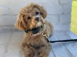 The Dog School Of New Orleans — dog trainer in New Orleans, LA