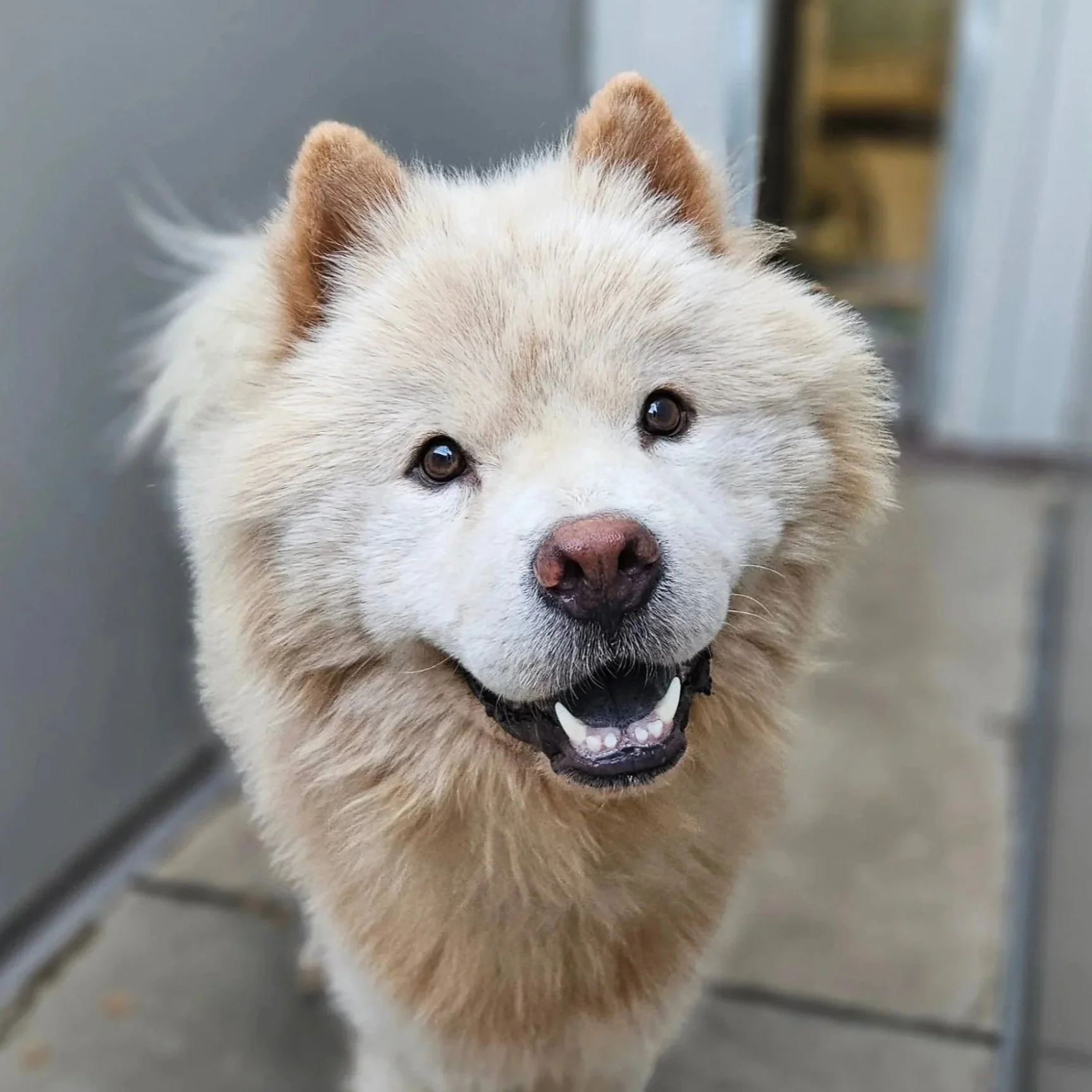 Animal Friends Alliance Adoption Center