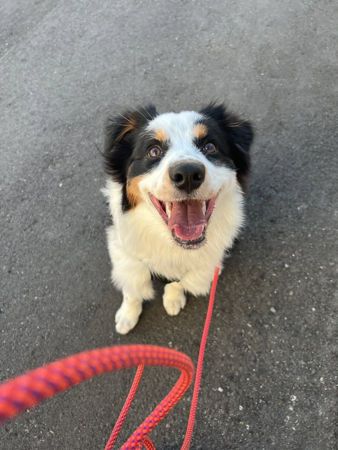 Frankie & Friends Dog Training LLC