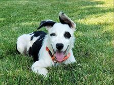 A Dog’s Journey