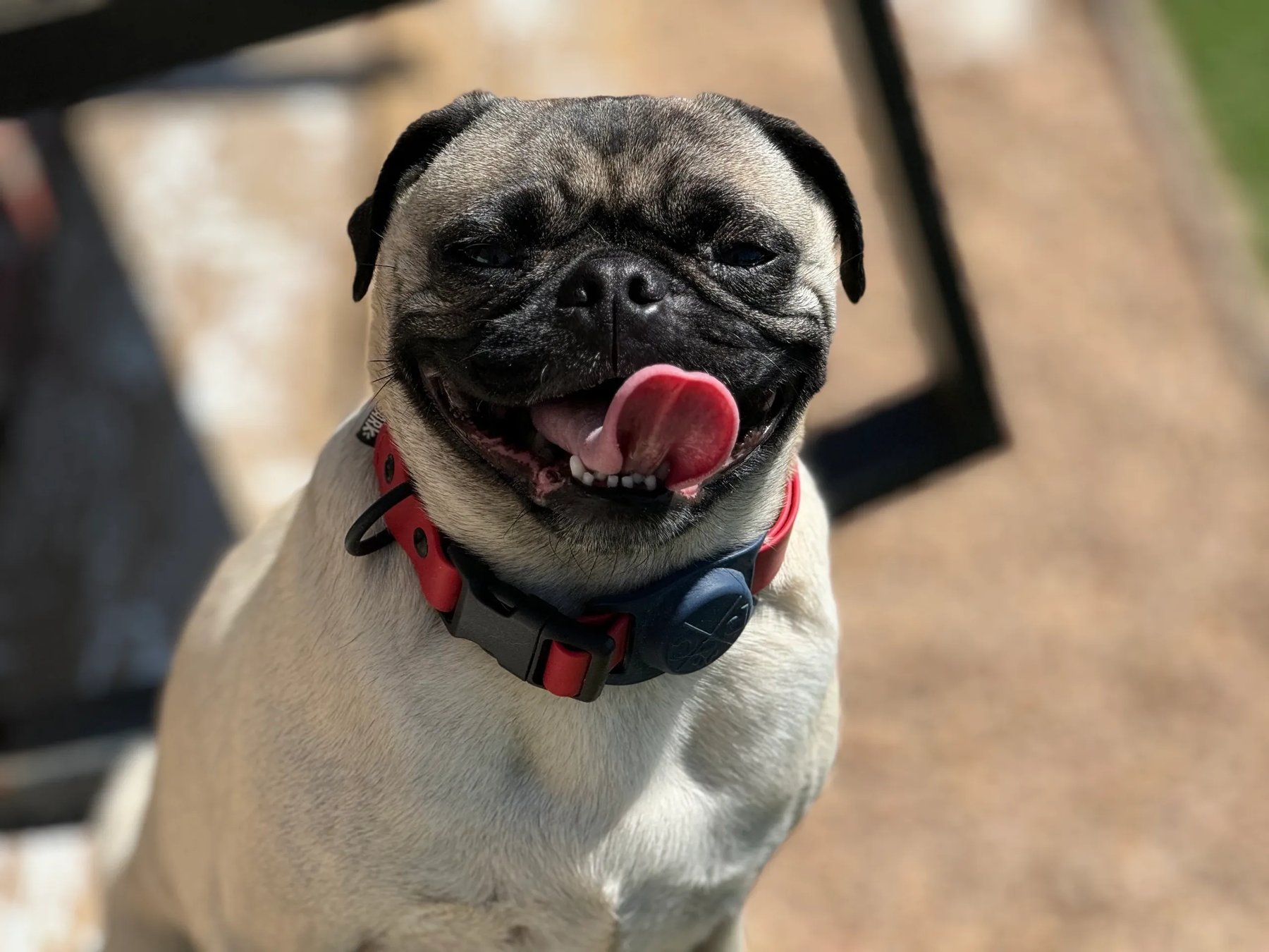 Word of Mouth Dog Training