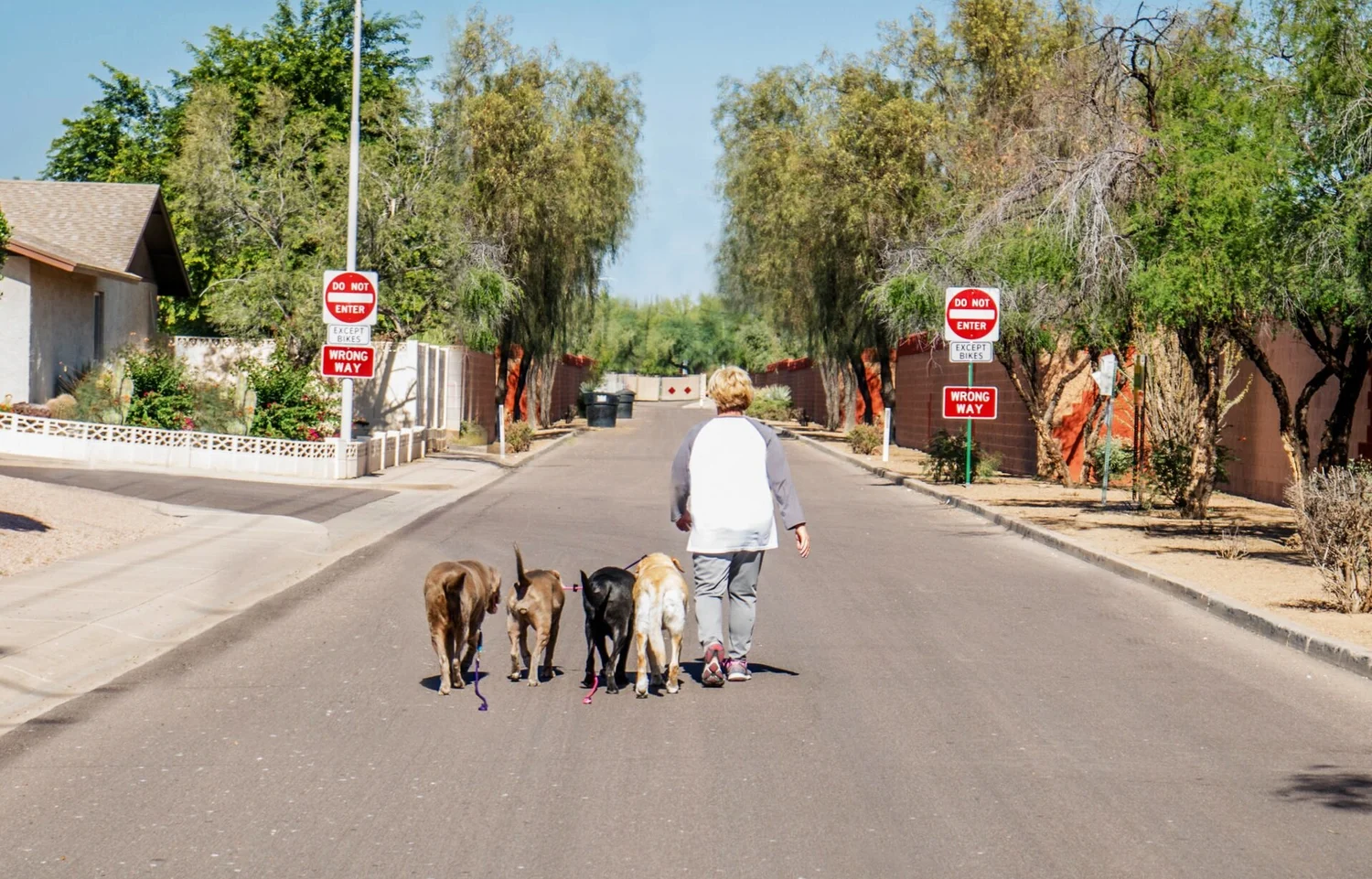 Find Your Inner Dog Training