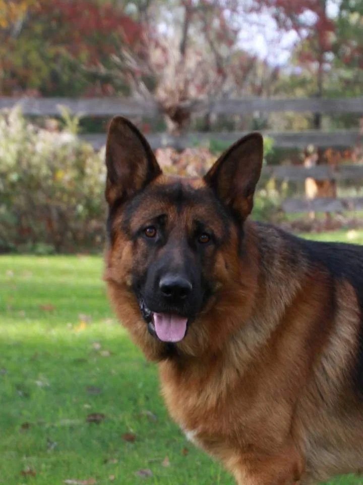 Badenheath K9