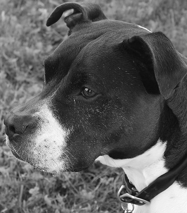 DogRelations NYC