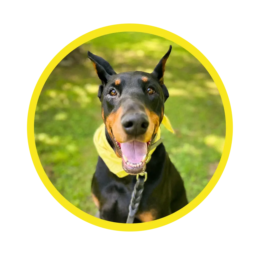 Tip Top K9 Myrtle Beach Dog Training