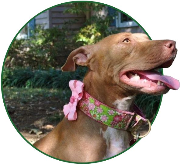 Understanding Fido, LLC
