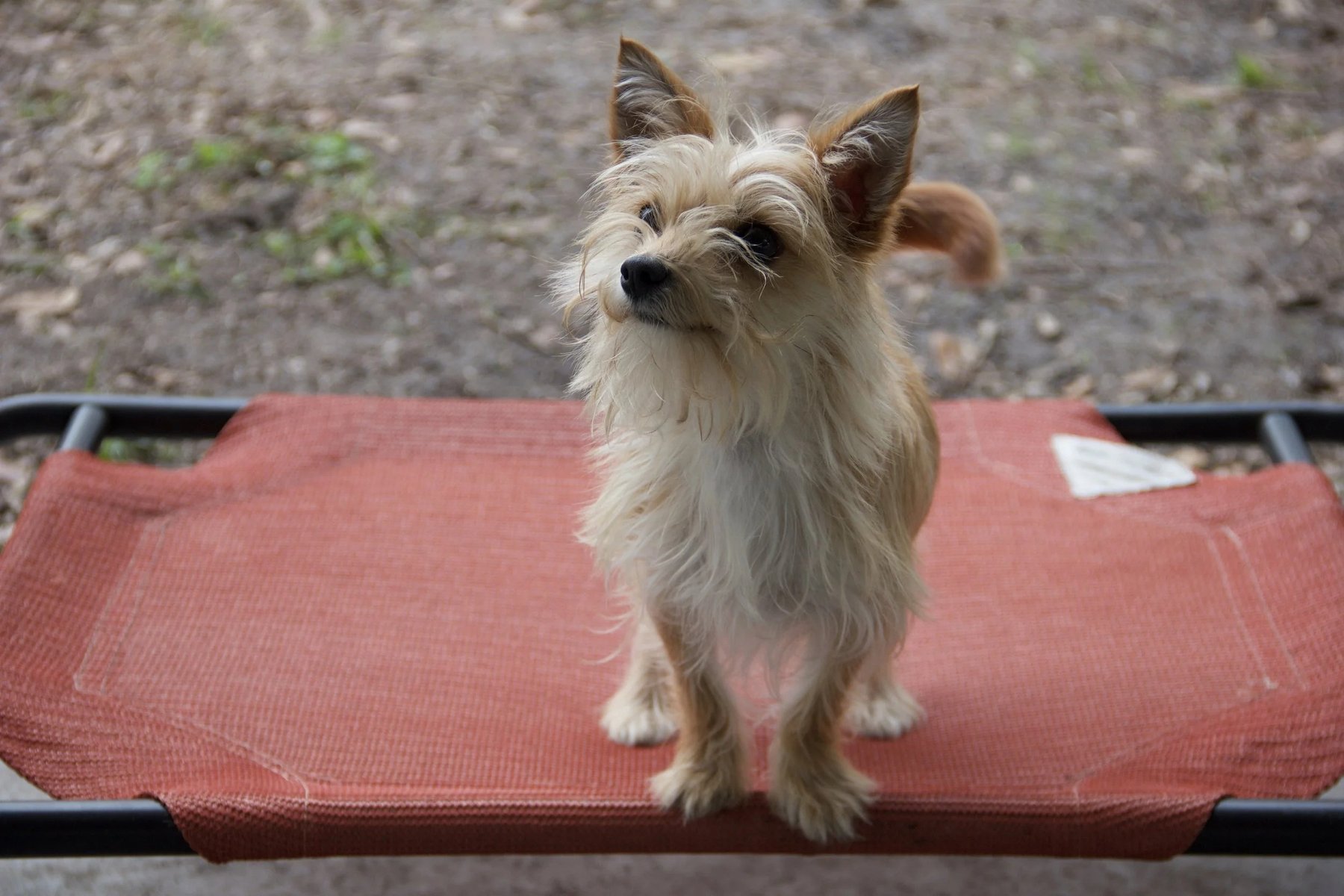 Peach State Canine | Professional Dog Trainers