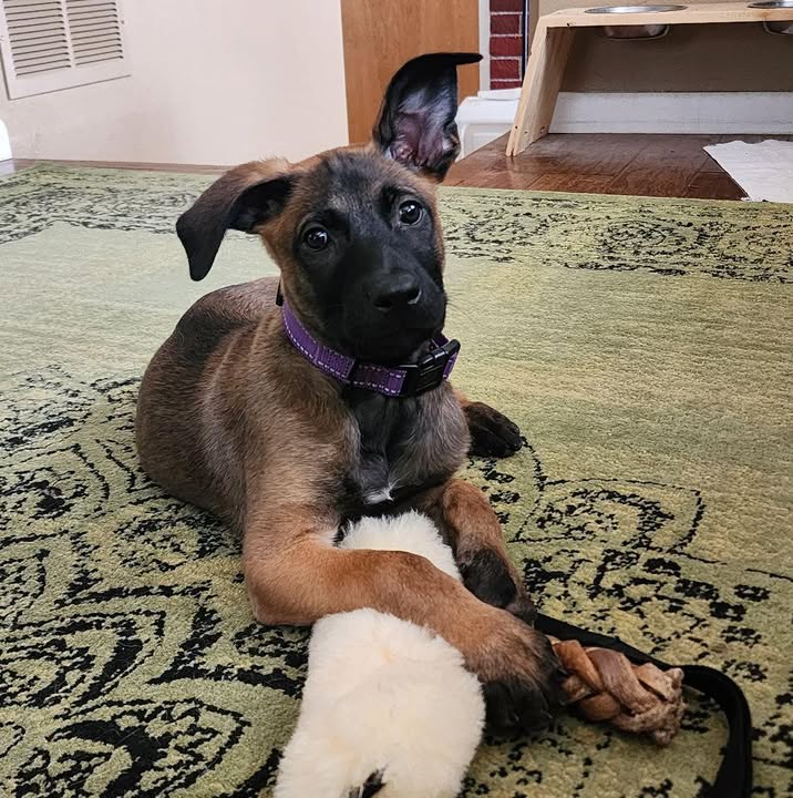 TLC K9 Training