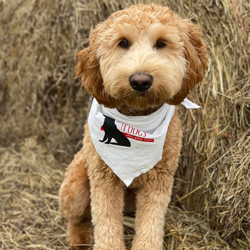 Dig It Dogs, LLC