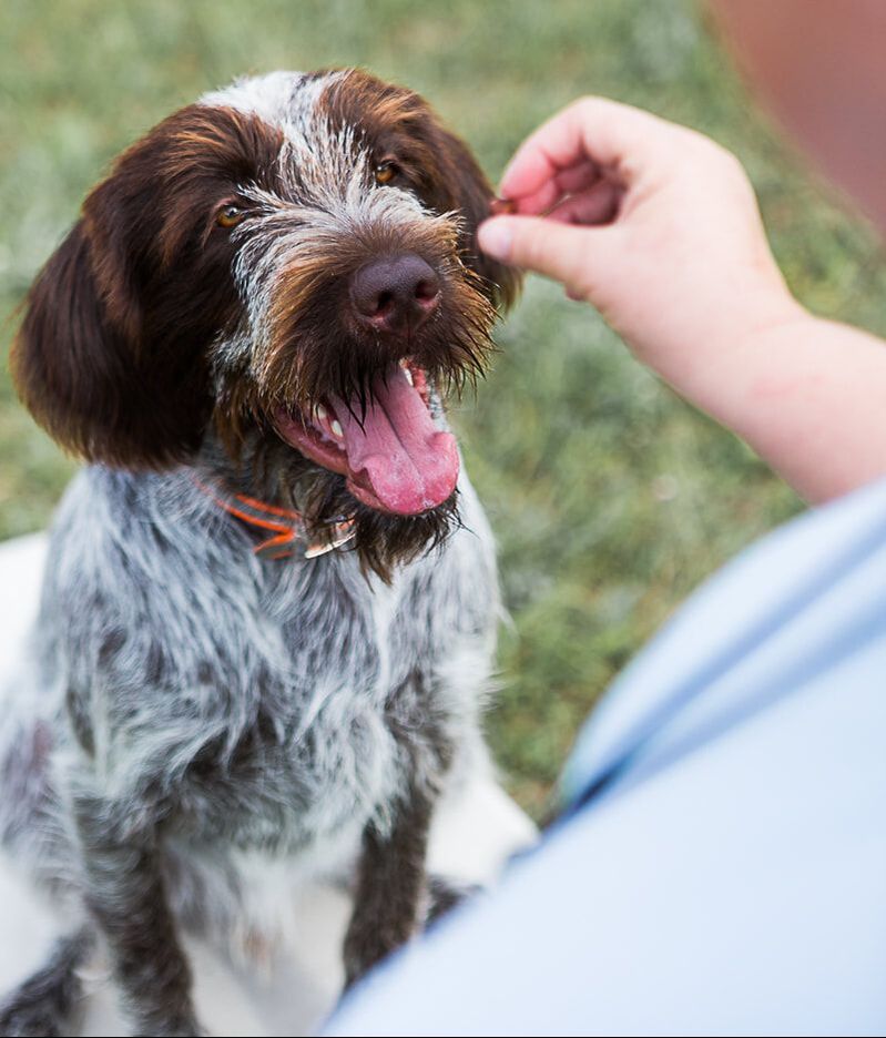 Windy Ridge Farm Dog Training
