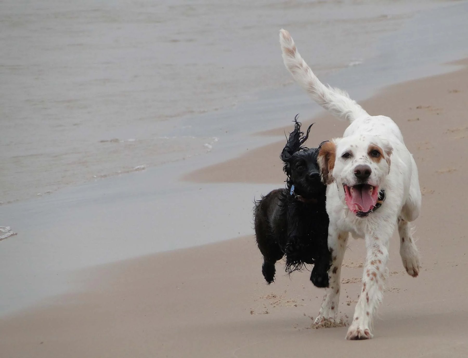 Black Dog Training LLC