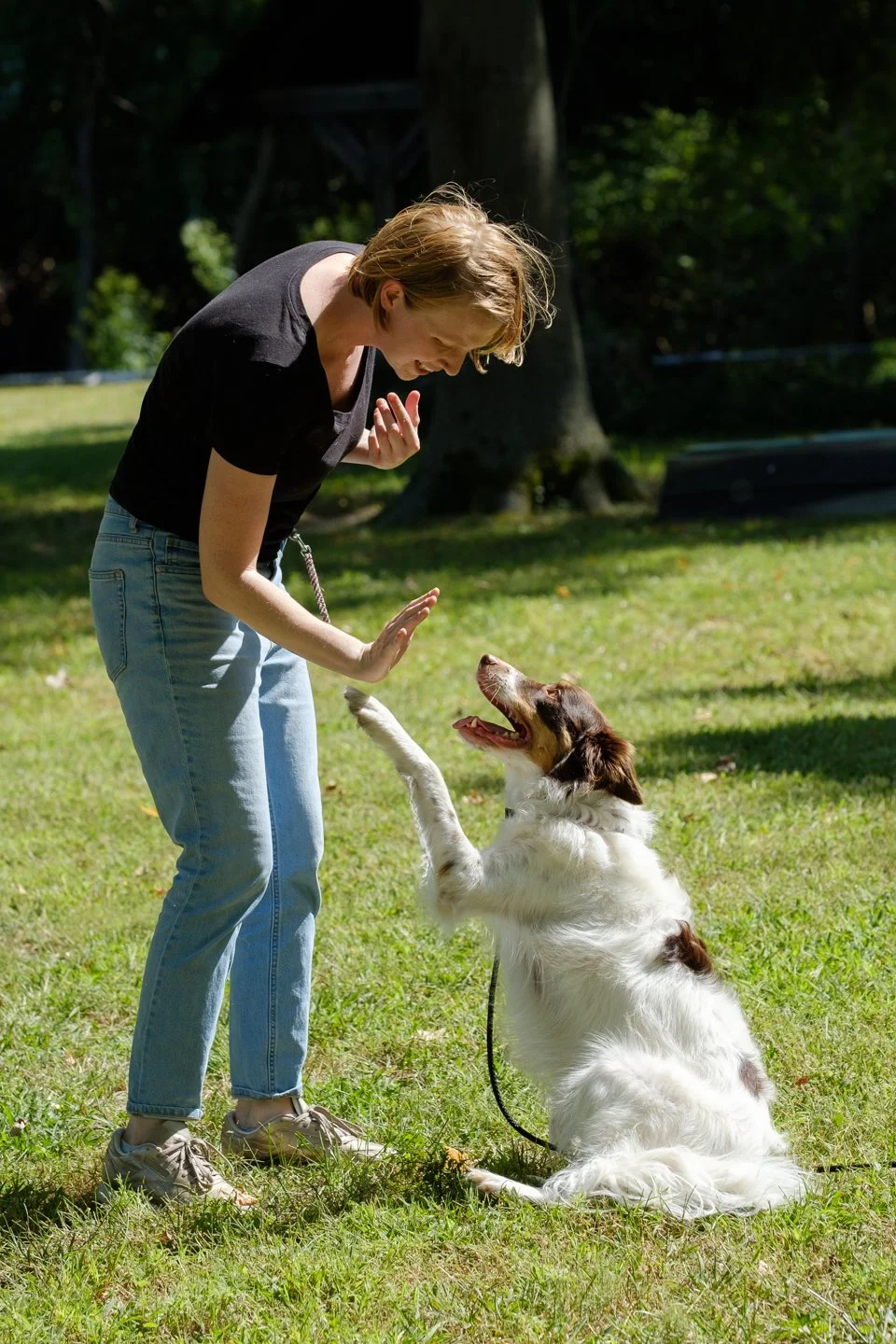 Good Dog Training