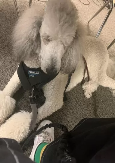Baskett of Paws Service Dog Trainer