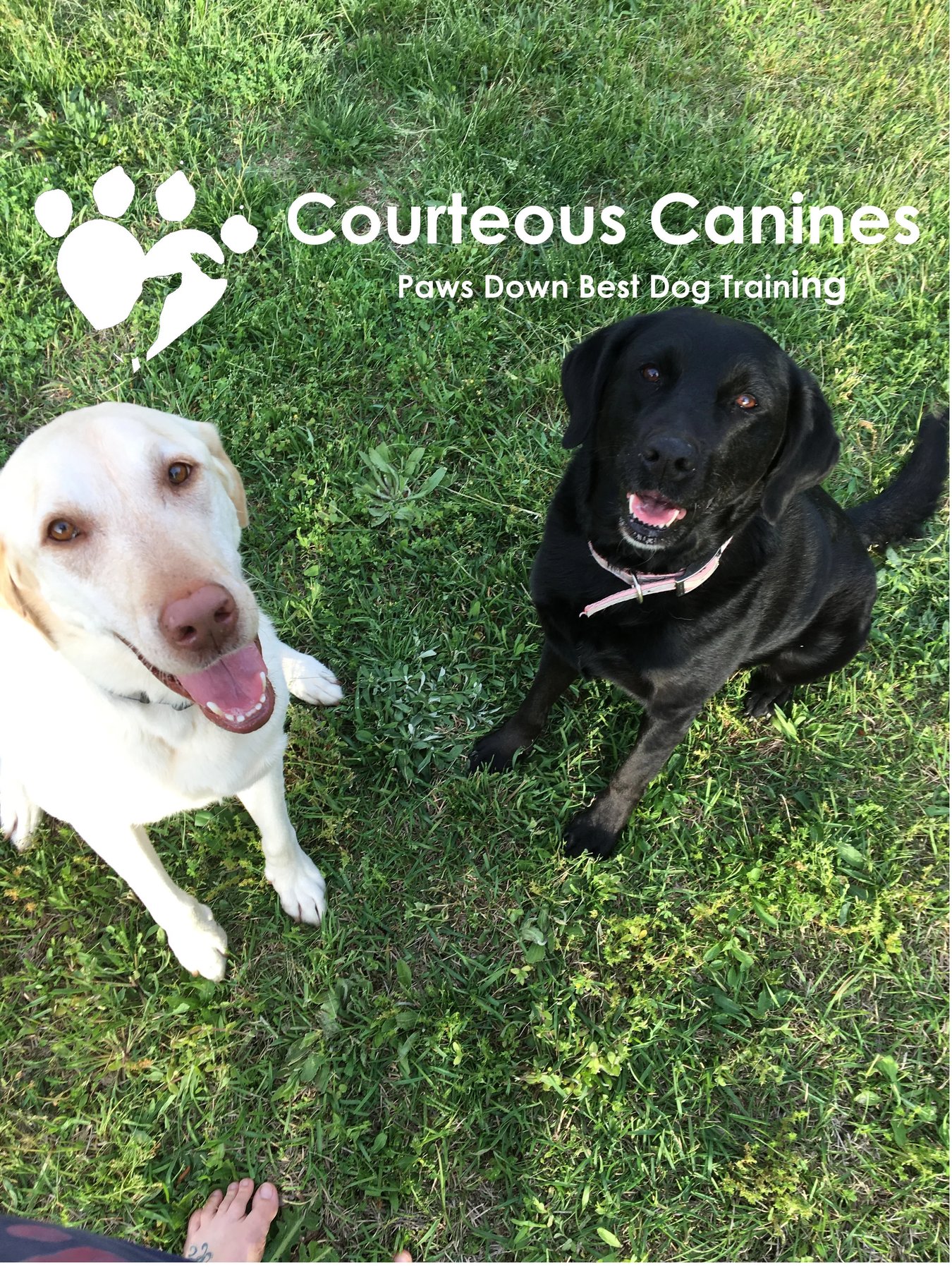 Courteous Canines