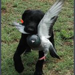 Deep Fork Retrievers Inc