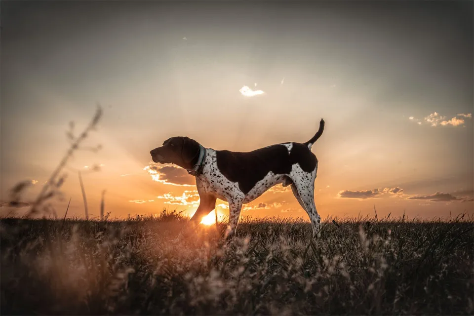 Fetching Feathers Inc. — dog trainer in Colorado Springs, CO