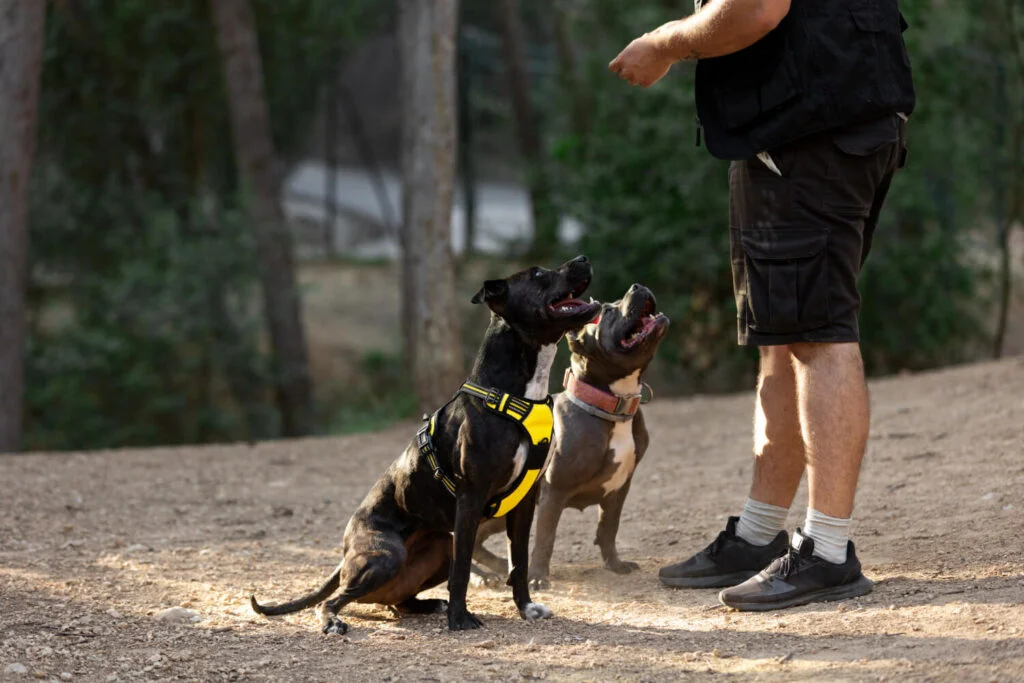 Coastal K9 Academy