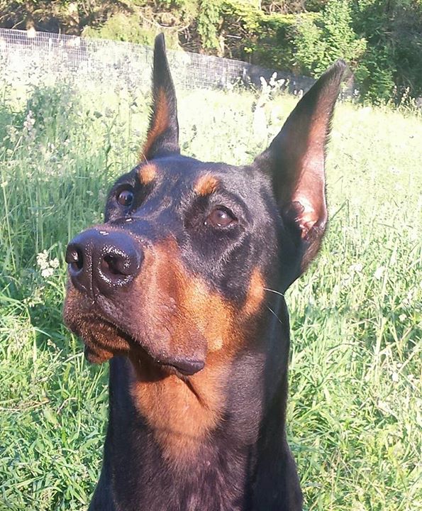 Canine Sports Unlimited
