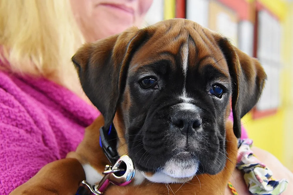 Port Chester Obedience Training Club – Westchester County Group Dog Training Classes