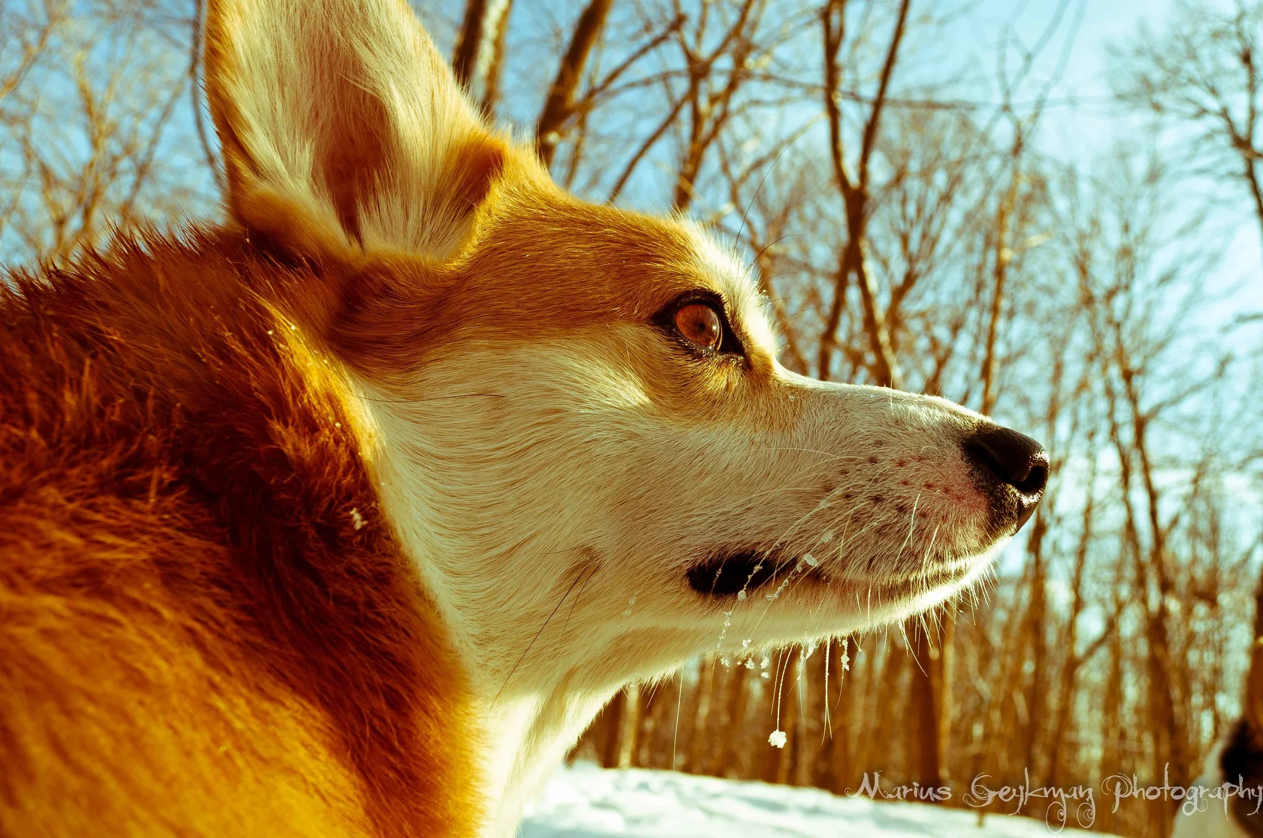 Animal Consulting & Empowerment By Marius. Dog Training. — dog trainer in Evanston, IL