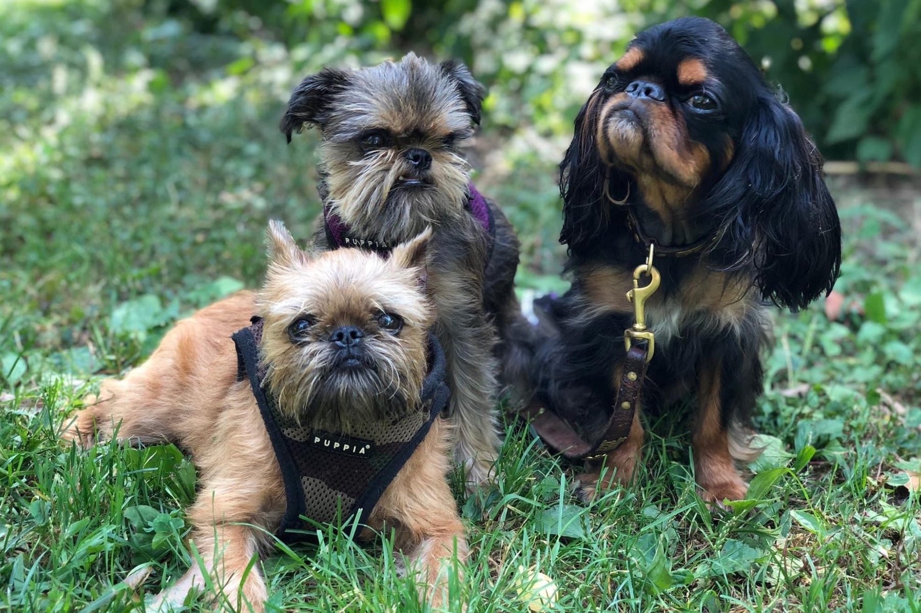 Puppy Pals