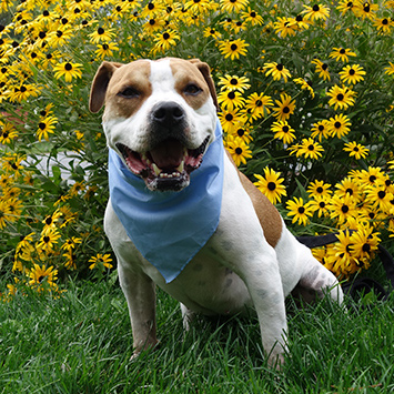 Smart Dogs Training & Lodging