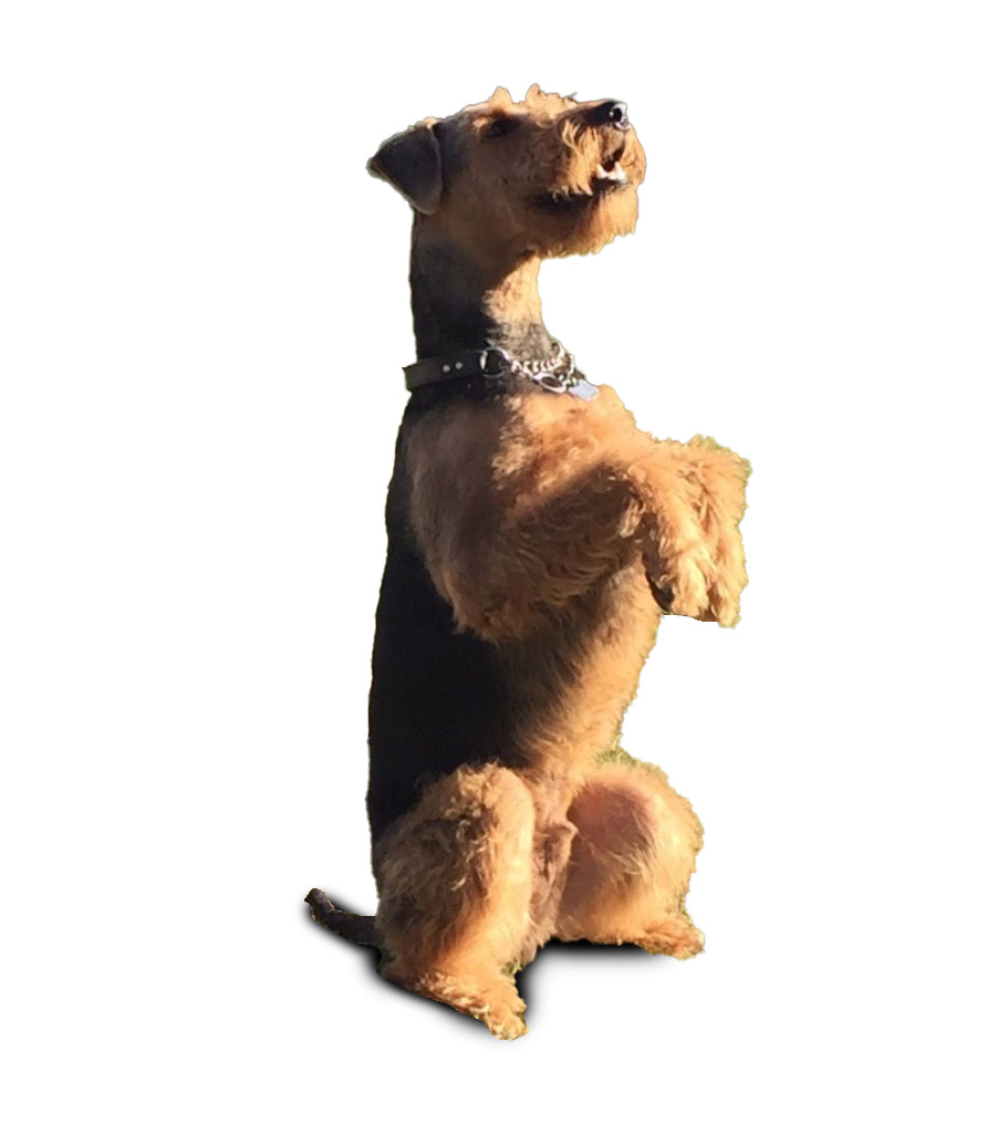 GR Pet Services