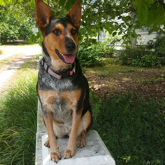 Jackson K9 Training
