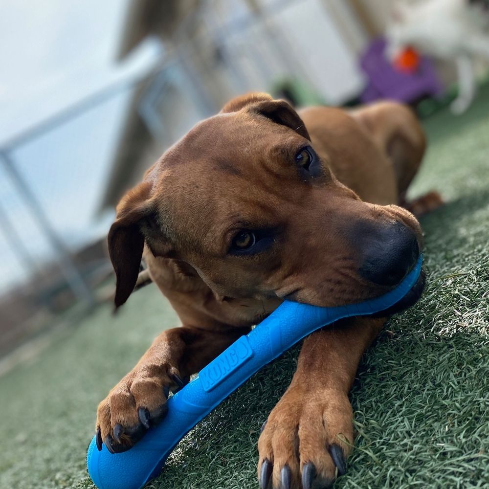 Wagmore Canine Enrichment: Training Center