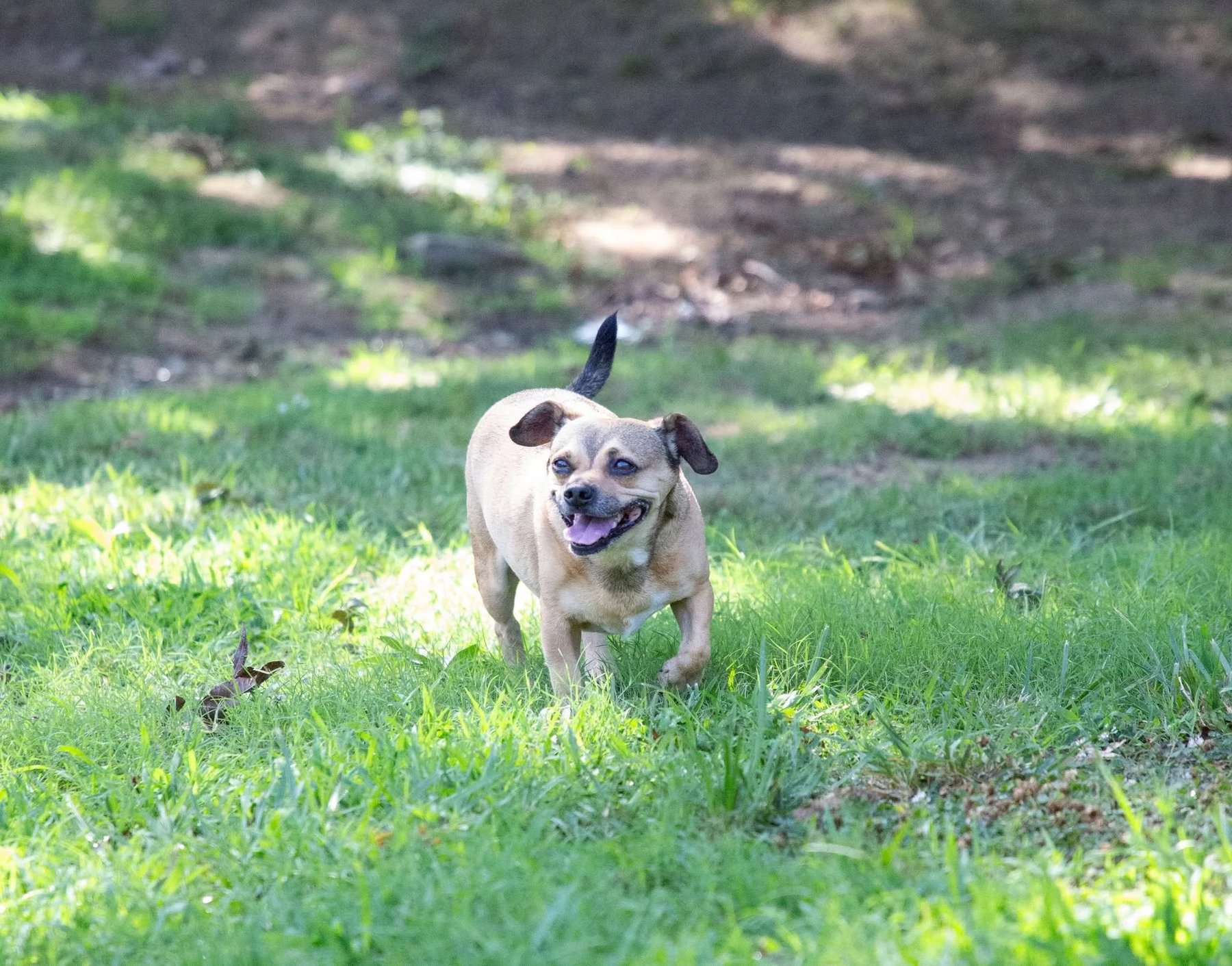 Tails-A-Wagn’ Multi Service Pet Care