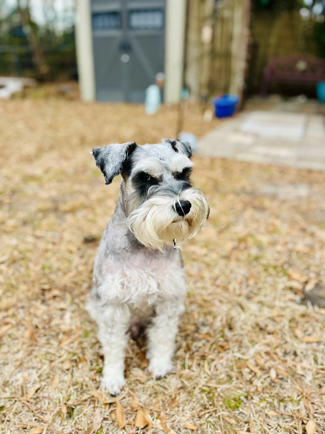 The Dog Talker – Charleston’s Leading Aggression & Dog Behavior Expert