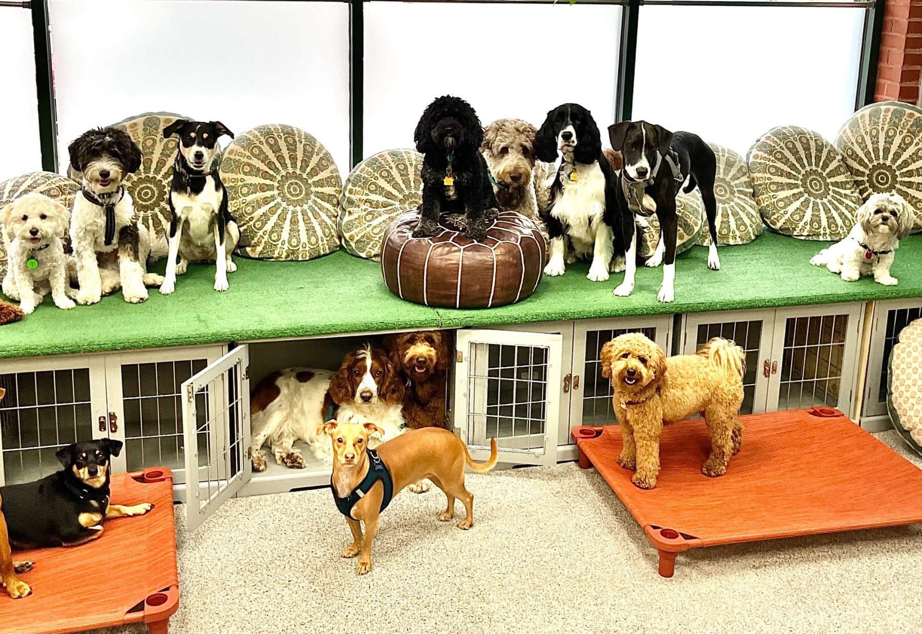 MindfulPups