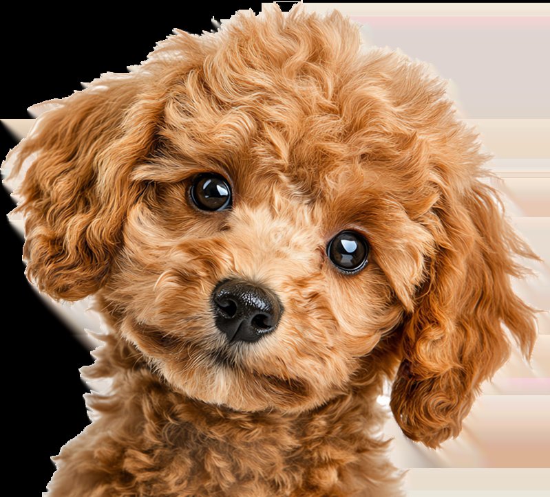 Grateful Pets