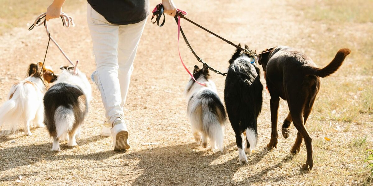Legacy Canine Training