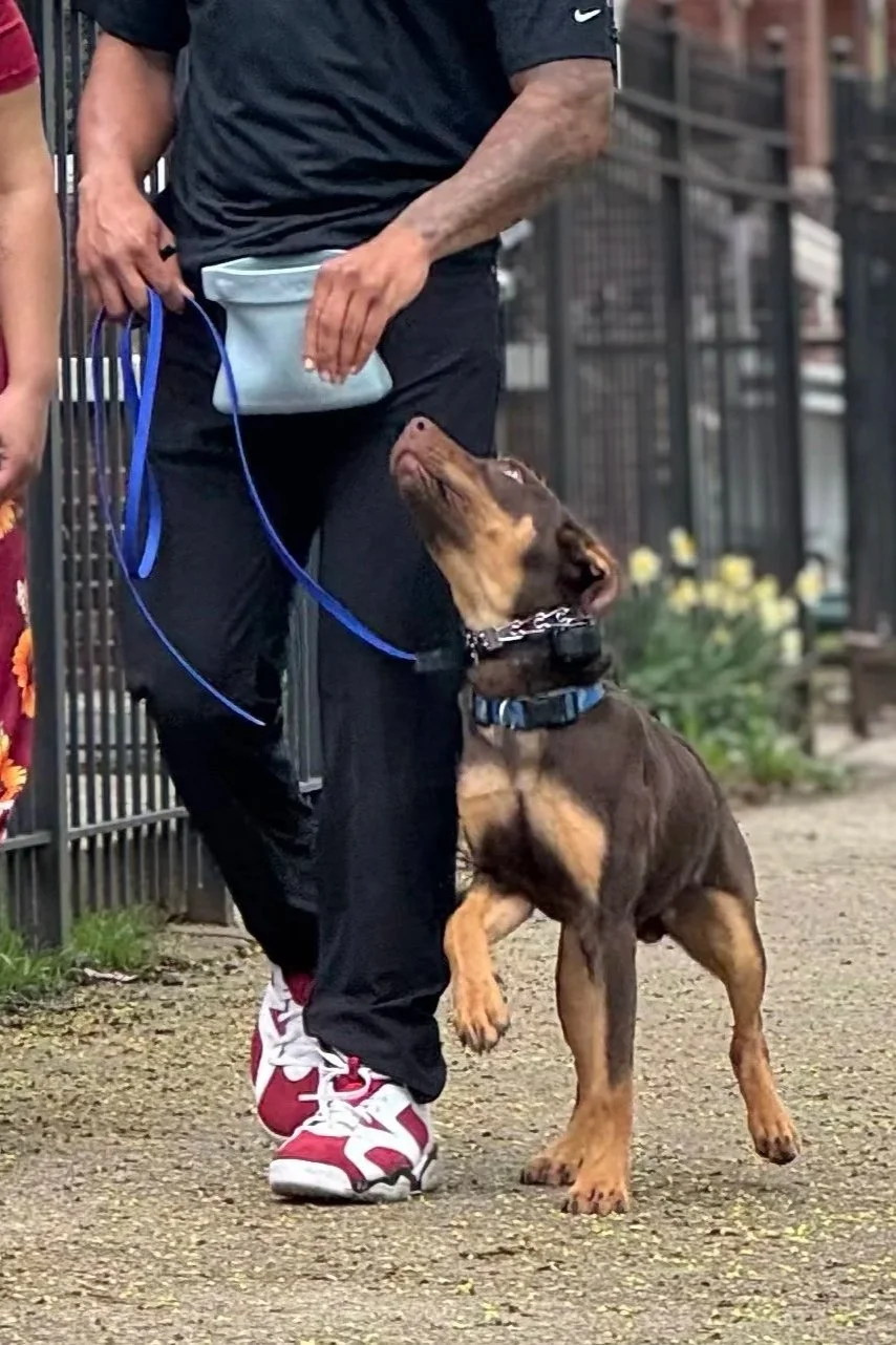 Serrano Bailey Dog Training LLC — dog trainer in Crystal Lake, IL