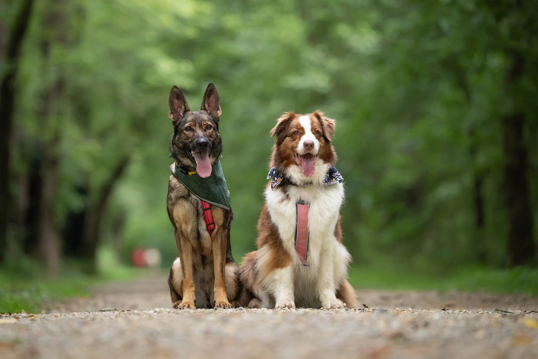 Good Sport Dog Training — dog trainer in Martinsburg, WV