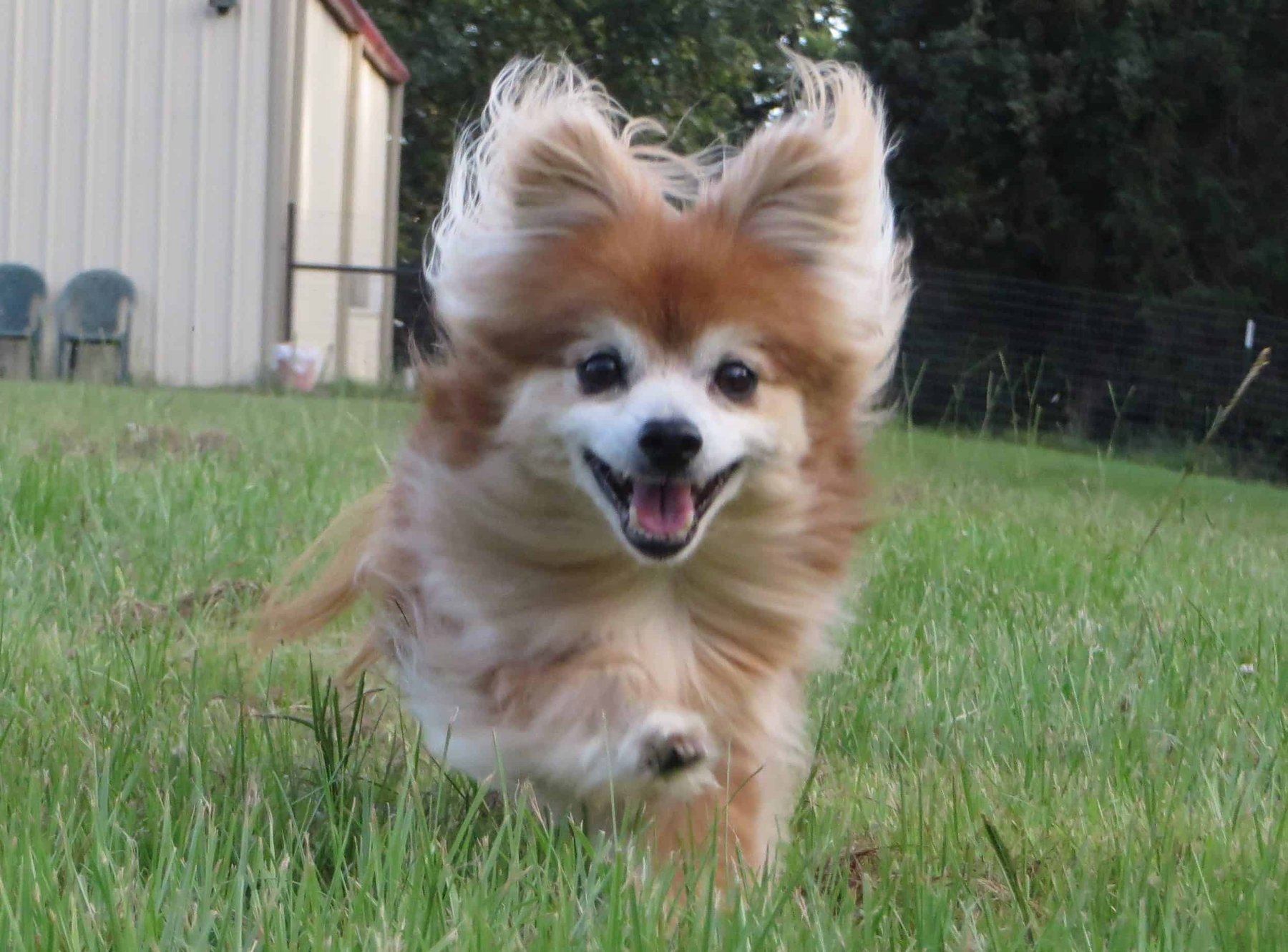 SMART DOGS Dog Training & Behavior Consultation