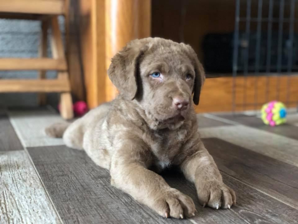 Next Generation Gun Dog Training