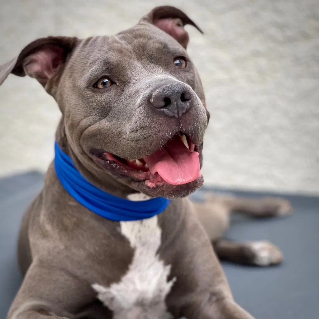 Lead & Thrive Dog Training — dog trainer in Las Vegas, NV