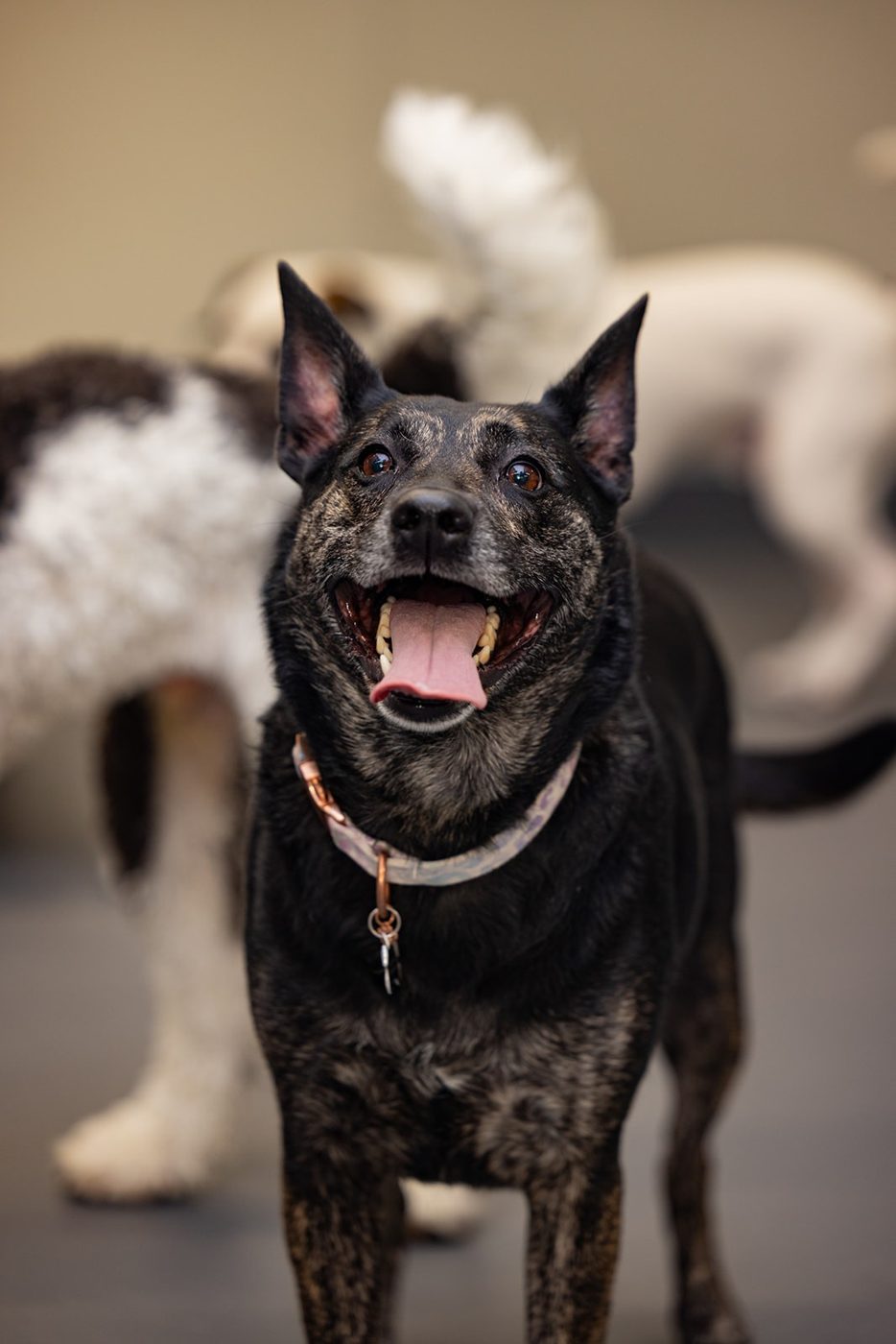 Molly’s Dog Care Charlotte South End
