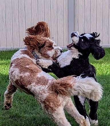 ADK-Nine Behavior & Training, LLC