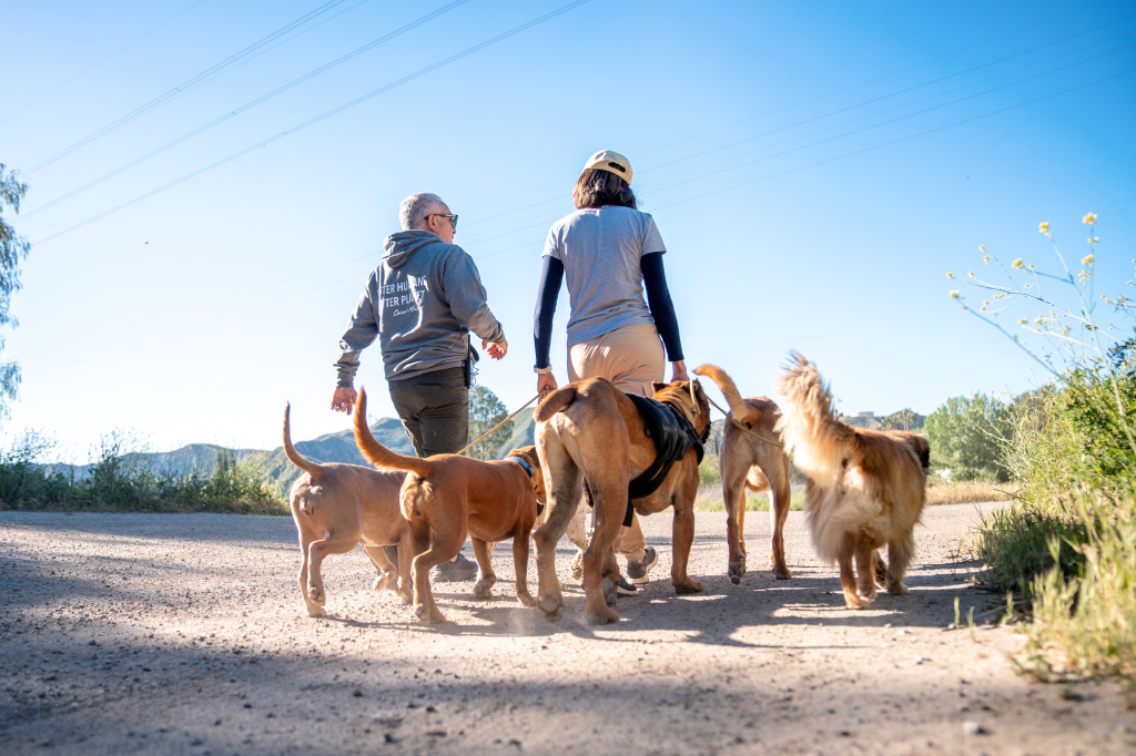 WeFriends K9 — dog trainer in Waukesha, WI