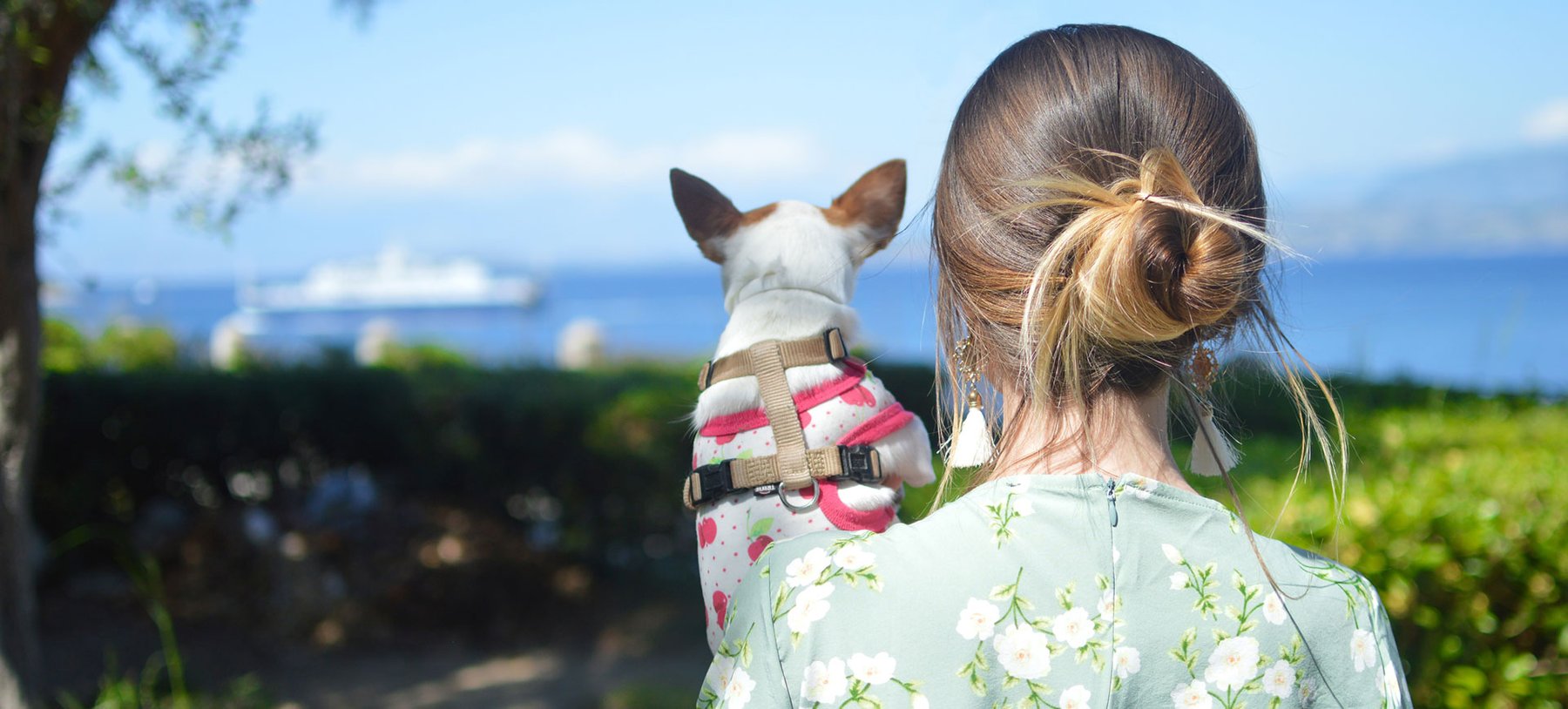 Purely Positive Dog Training